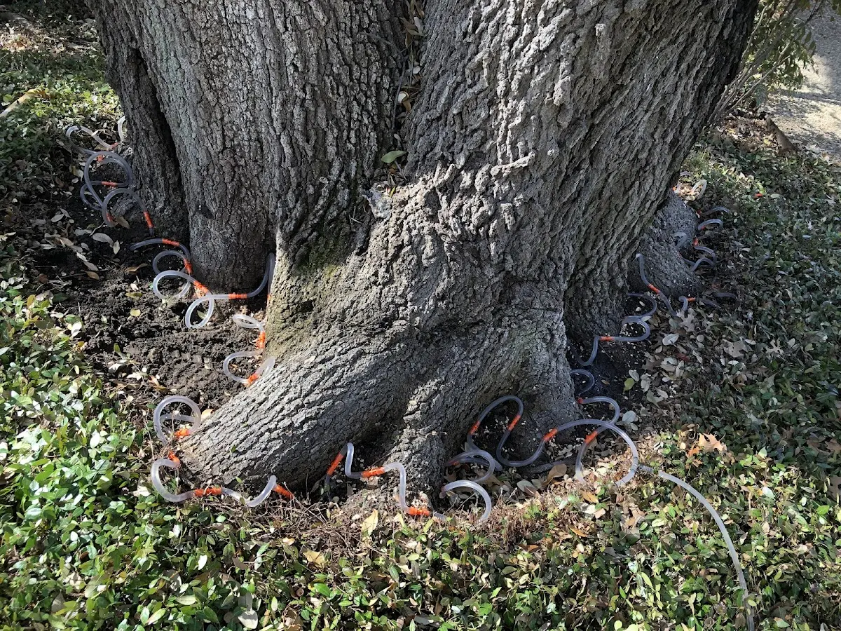 Detailed Tree Cabling and Bracing job site in Orange